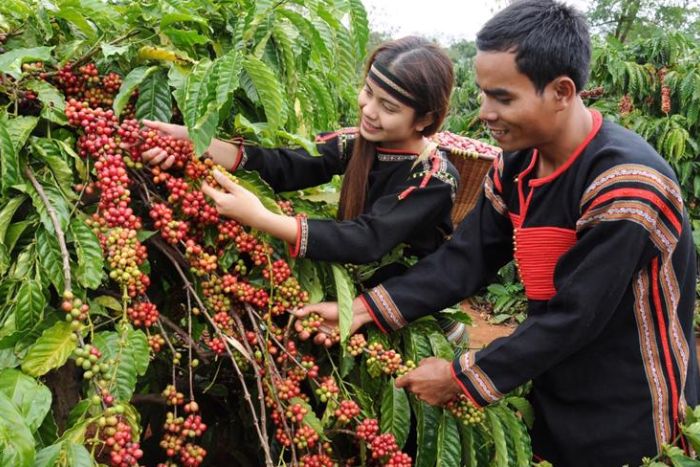 Saison des fleurs de café à Buon Ma Thuot