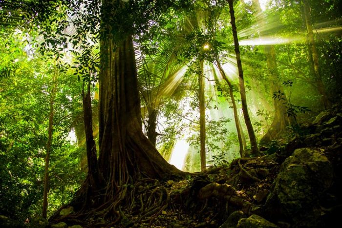 Le parc national de Chu Mom Ray à ne pas manquer à Kon Tum 5 jours