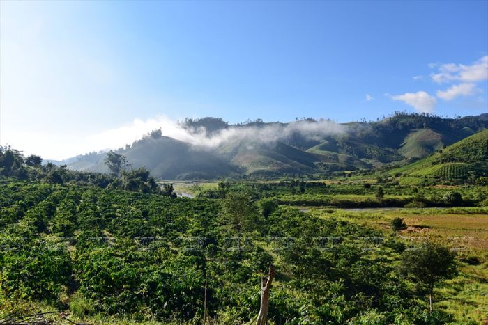 Les plantations de café – un trésor caché des hauts plateaux du centre Vietnam