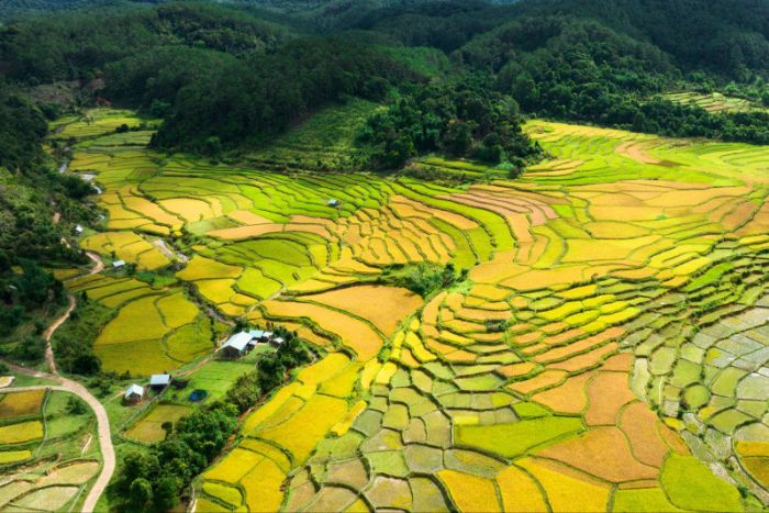 La beauté des rizières dorées de Kon Tum lors de la visite de 5 jours