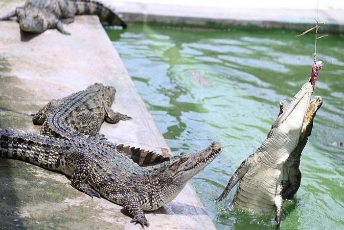 Ferme des crocodiles à Long Xuyen