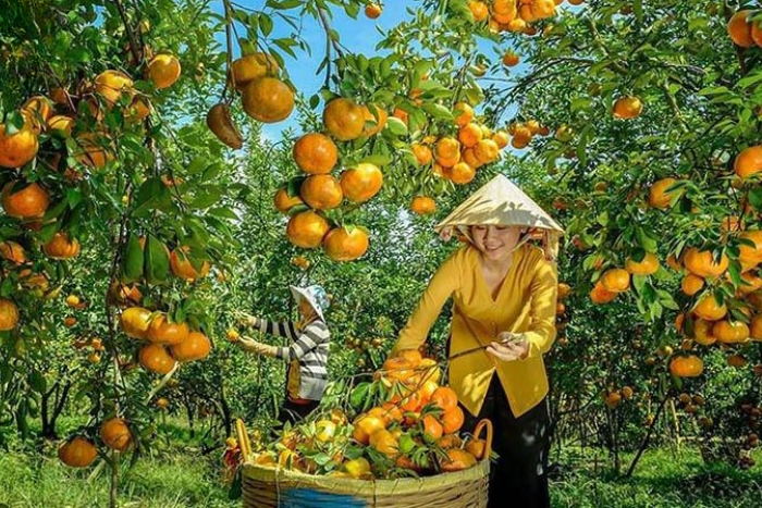 Quand partir à Can Tho ? La saison des fruits