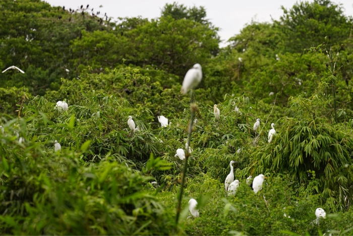 Jardin des cigognes, activités entre filles à Can Tho au cœur de la nature