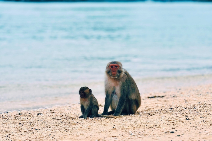 Que faire dans la baie de Lan Ha ? Visiter l’île aux Singes