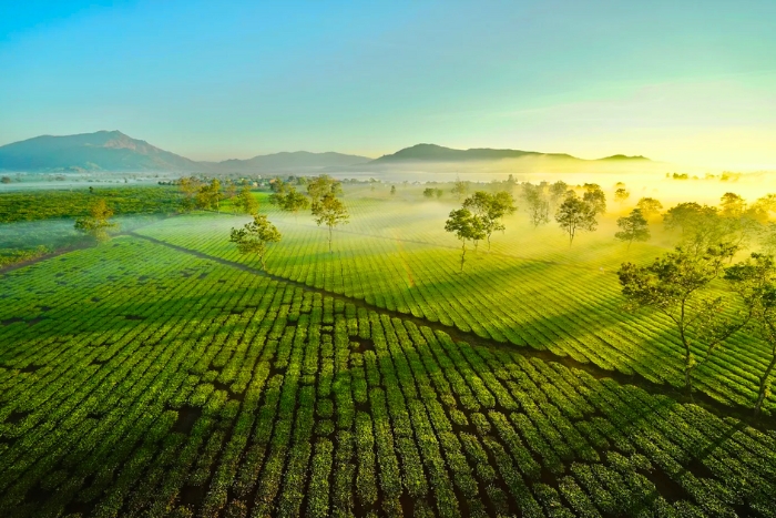 Biển Hồ Chè à Pleiku