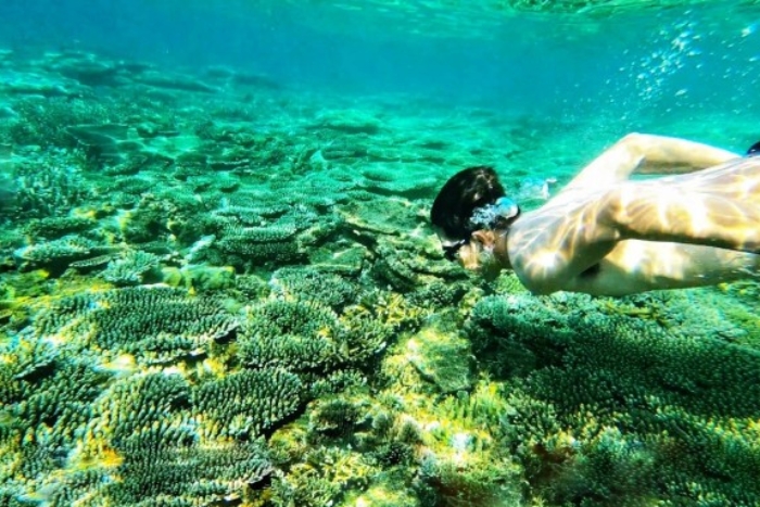 Coraux colorés et poissons en faisant du snorkeling à Con Dao