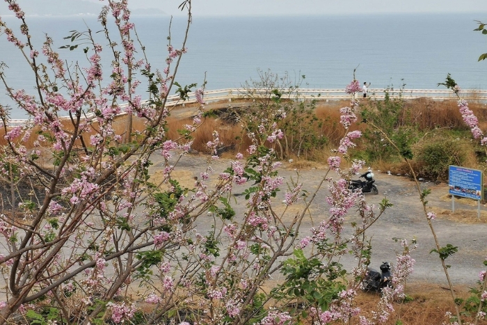 Les fleurs de đỗ mai s'épanouissent le long des rues à Con Dao dans les jours précédant le Têt