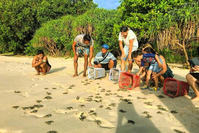 Observer les tortues marines sur l’île de Bay Canh – Une activité exceptionnelle pour visiter Con Dao en famille