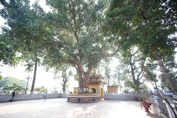 Arbre Bodhi dans la pagode Tran Quoc