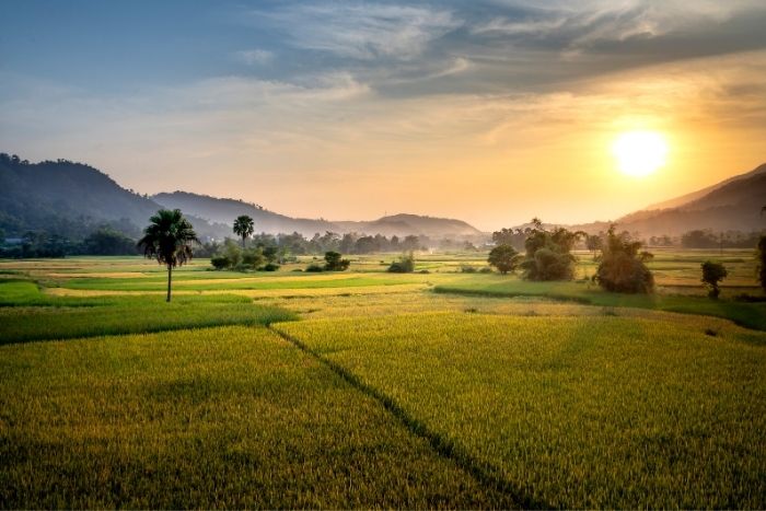 Paysage de rizières dorées à Lai Chau en saison des récoltes