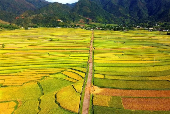 Les rizières de Muong Than, à la province Lai Chau