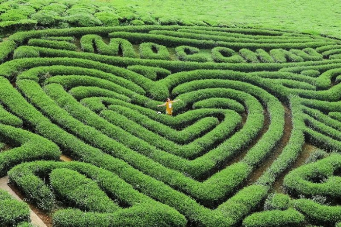 La colline de th&eacute; en forme de c&oelig;ur &agrave; Moc Chau, province de Son La