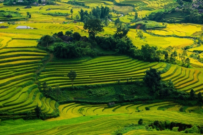 Planifiez un circuit Nord Ouest Vietnam si vous souhaitez admirer les rizières en terrasses