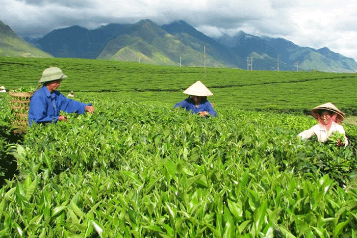 Colline de thé de Tan Uyen, l'une des meilleures choses à faire à Lai Chau