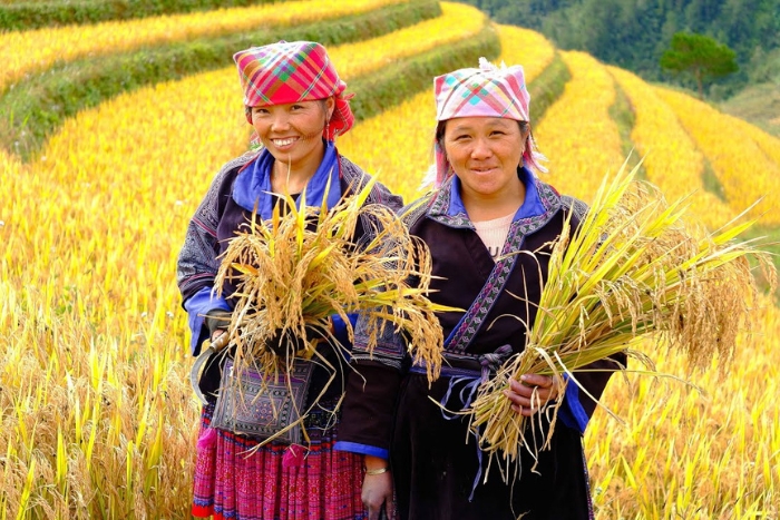 Si vous en avez l'occasion, participez &agrave; la r&eacute;colte du riz aux c&ocirc;t&eacute;s des habitants