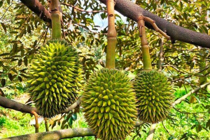 Fruits tropicaux extrêmement délicieux