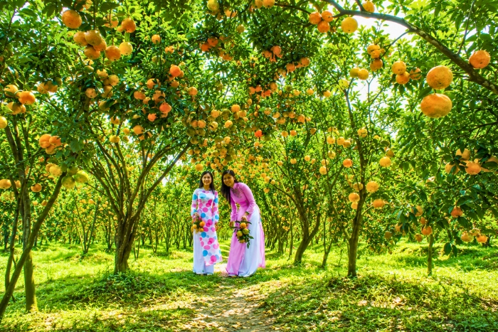 Cueillir des fruits dans les vergers du delta du Mékong