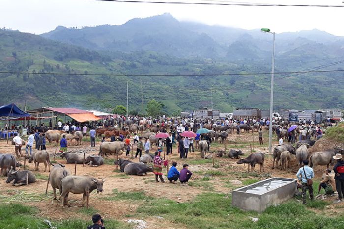 Zone de marché aux buffles à Coc Ly