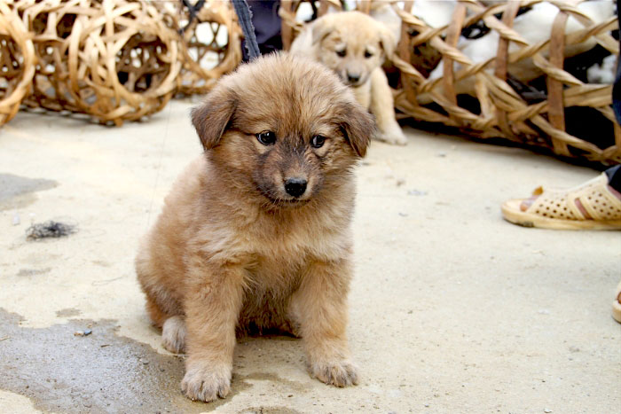 Chiens de Bac Ha à ce marché du dimanche