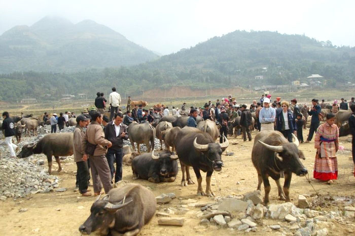 Découvrez le marché du bétail