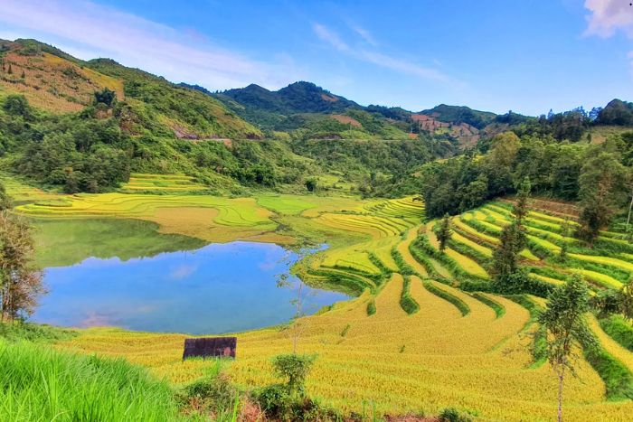 Rizières en terrasses en saison du riz mûr à Bac Ha Vietnam