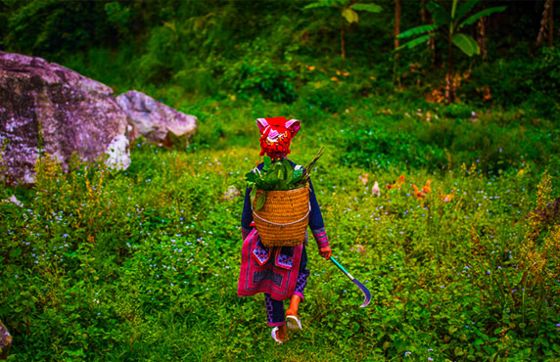 Bains Aux Herbes Du Dao Rouge à Sapa, Vietnam - Les Trésors Culturels