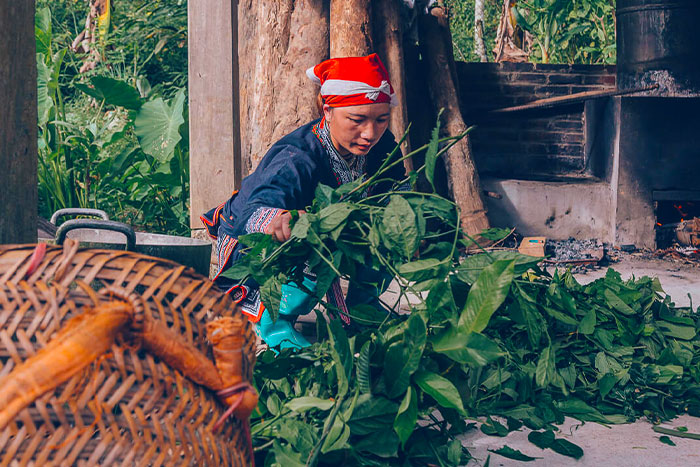 Une femme du Dao rouge prépare les herbes pour un bain aux herbes