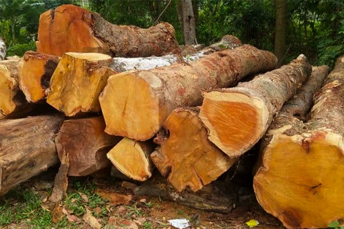 Le bois de jacquier répond aux normes de qualité pour la fabrication des tambours