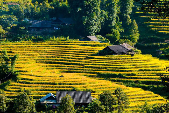  Vastes champs en terrasses dorés à Sapa pendant la saison des récoltes