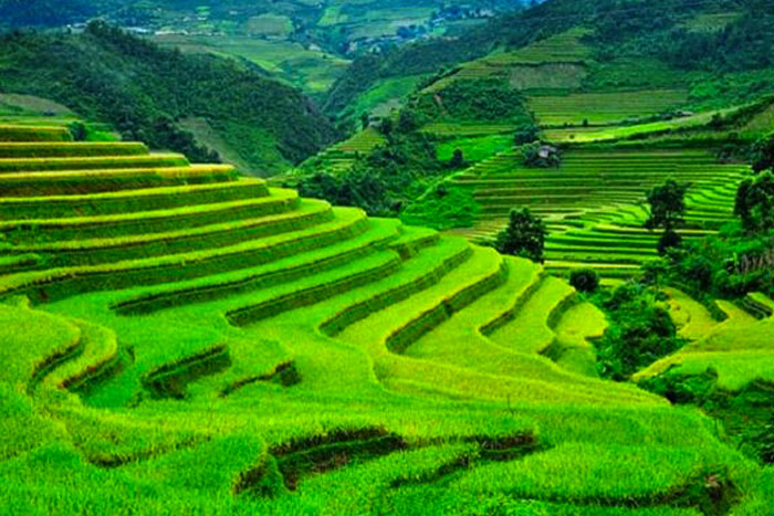 Vastes champs de culture à Sapa au milieu de l'année