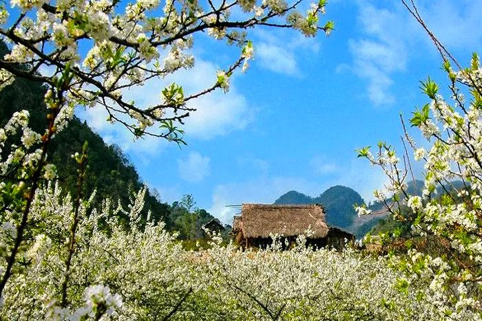 Admirer la beauté des fleurs épanouies à Sapa