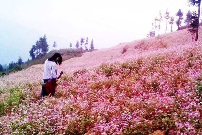 Fleurs étincelantes en automne, Bac Ha