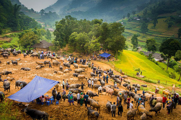 Le marché aux buffles de Can Cau