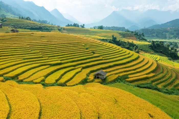 Admirez les champs en terrasses de Sapa pendant la saison du riz mûr