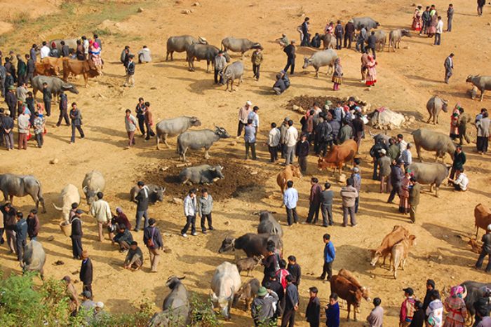 Marché ethnique de Can Cau - Le plus grand lieu de commerce de buffles à Sapa Vietnam