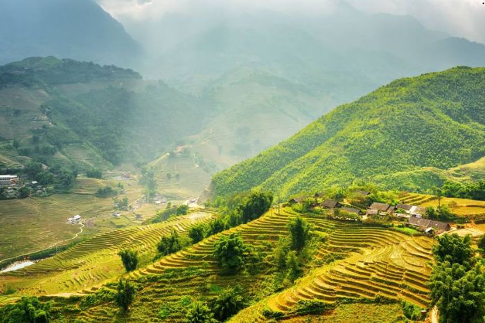 Les rizières en terrasse en saison du riz mûr à Sapa Vietnam