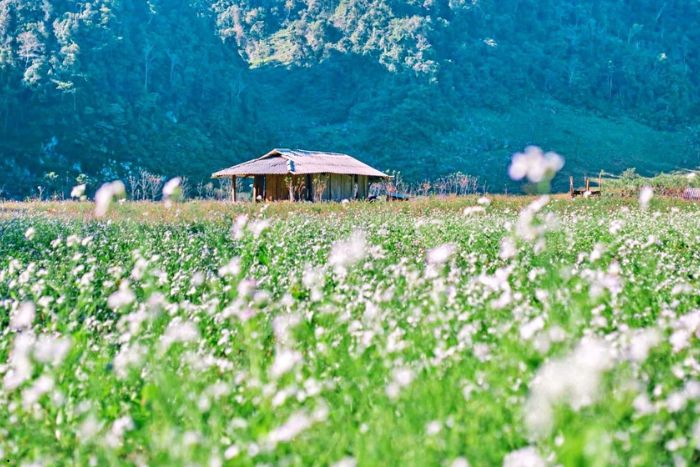 Moc Chau pendant la saison des fleurs de moutarde blanche en décembre