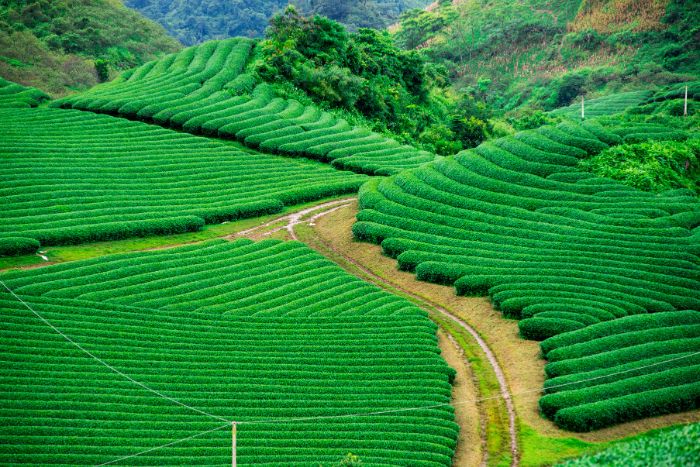 La beauté verdoyante des collines de thé à Moc Chau