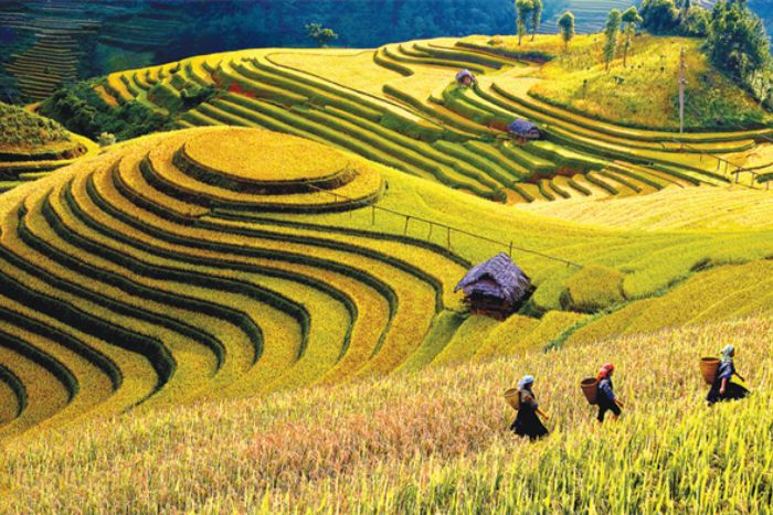 Rizières en terrasse de Mu Cang Chai