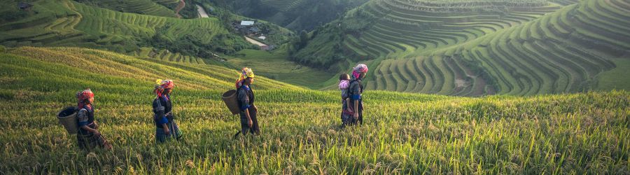 Choisir Sapa ou Mu Cang Chai pour visiter ?