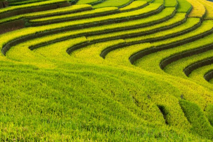 Rizières en terrasses à Sapa au nord du Vietnam