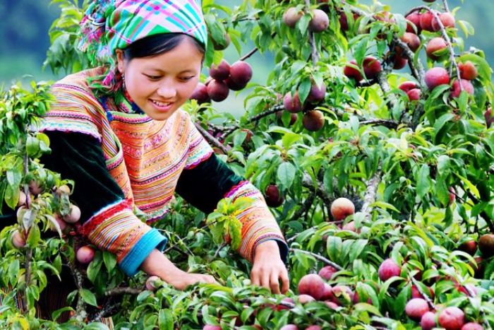 Les habitants de Sapa récoltent des prunes pour faire du l’alcool de prune