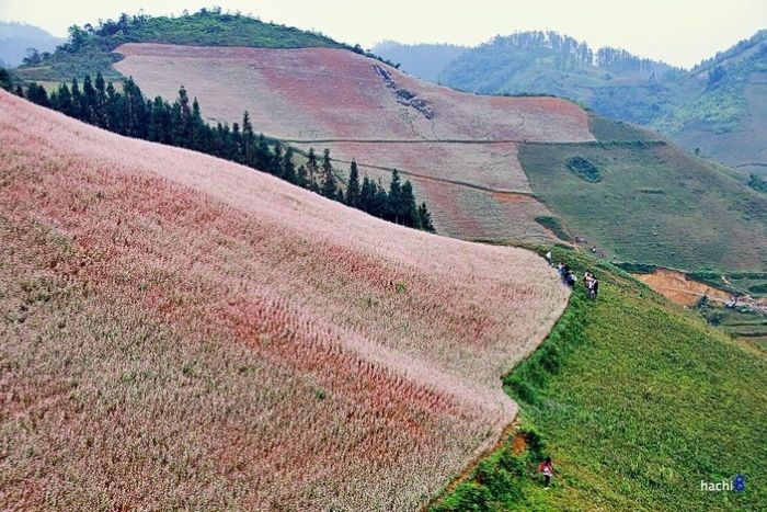 Colline de fleurs de sarrasin à Lu Than