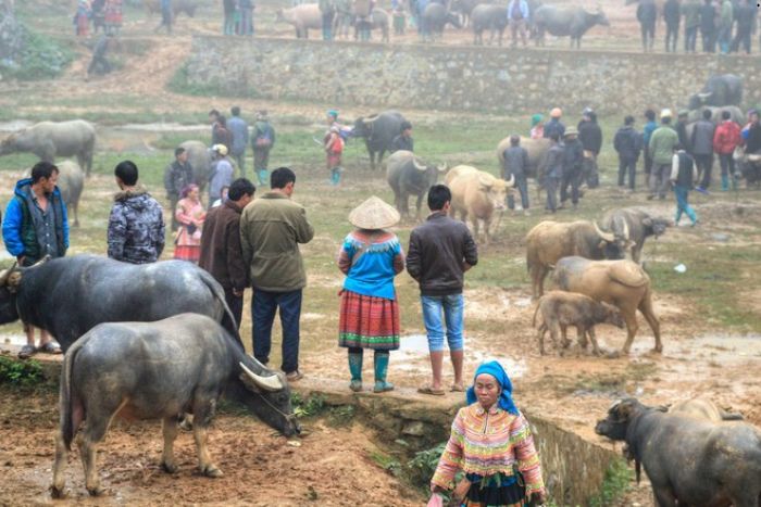 Marché aux buffles à Sin Cheng