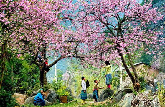 Top 16 Des Meilleurs Hébergements Chez Lhabitant à Sapa, Vietnam