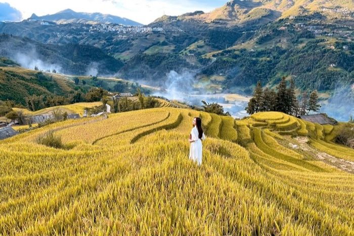 Saison du riz mûr à Y Linh Ho, nord du Vietnam