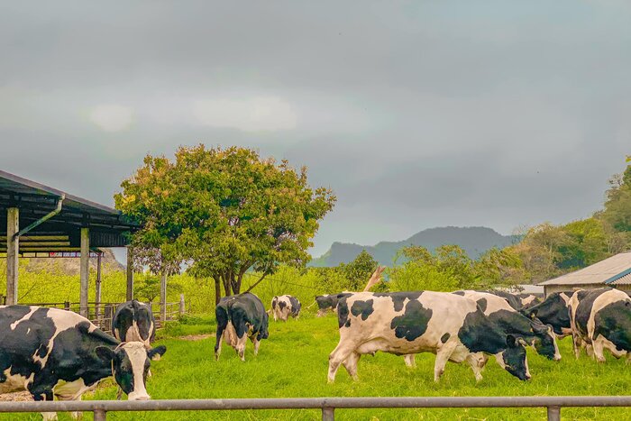 Ferme laitière de Moc Chau