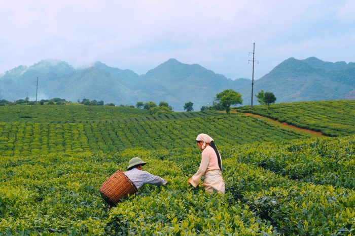 Plantations de thé à Moc Chau, Son La