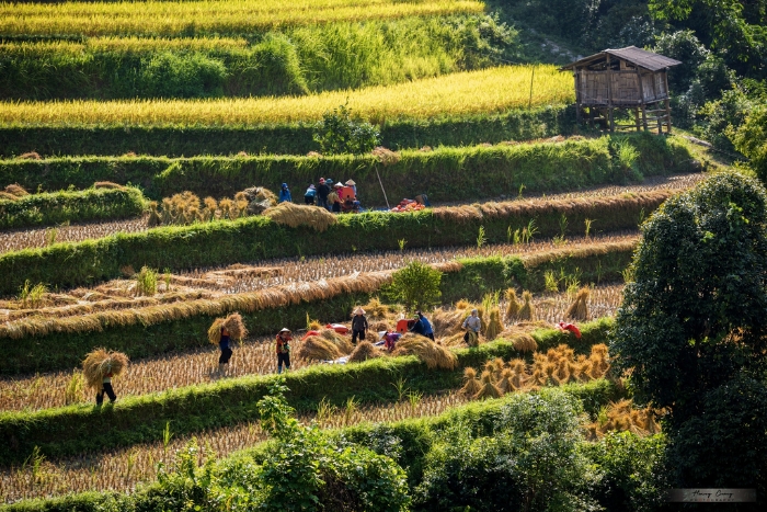 Hoang Su Phi entre dans sa saison des récoltes de riz de fin septembre à début octobre