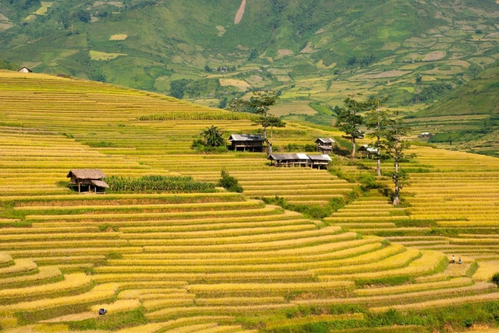 Vallée de Tu Le, Vietnam